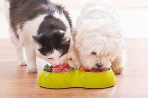 pet diet tips for winter & summer