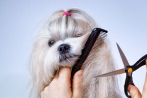 pet grooming Tools & Products