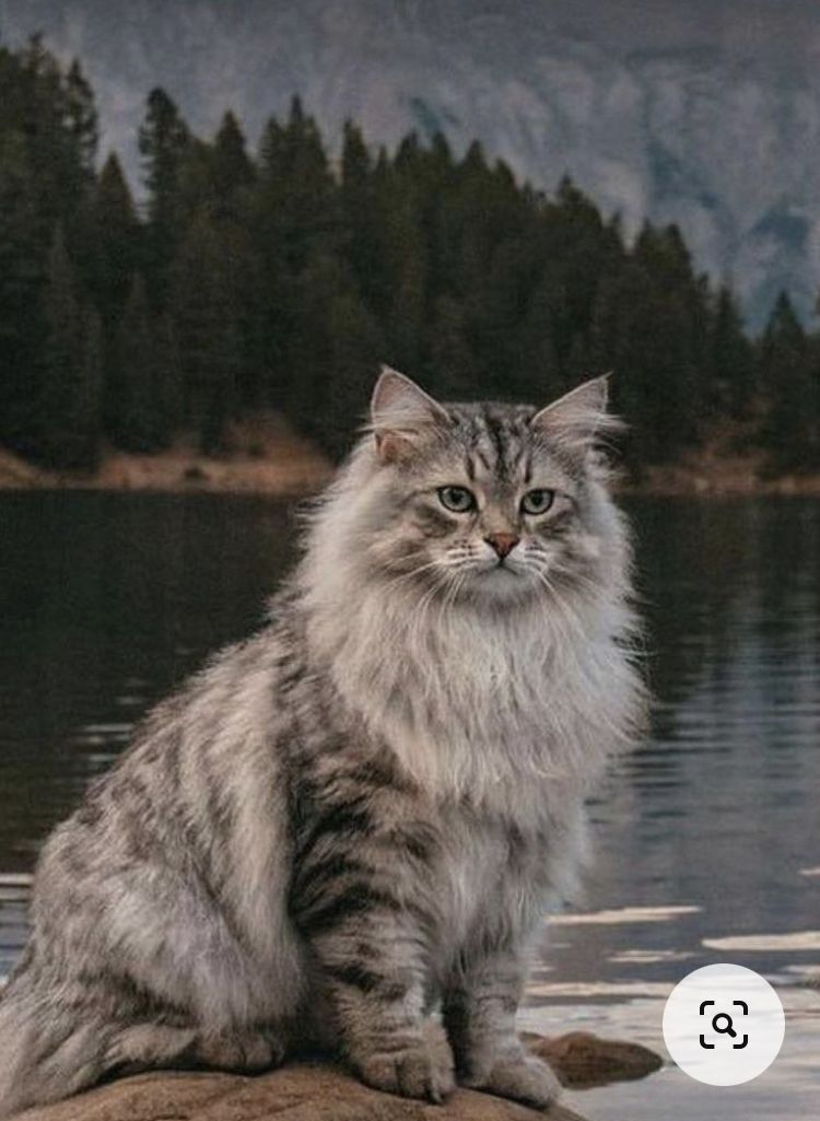 Forest Siberian Cat information