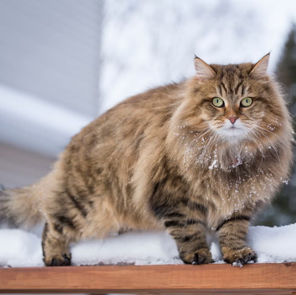 Siberian Cat complete information in this blog