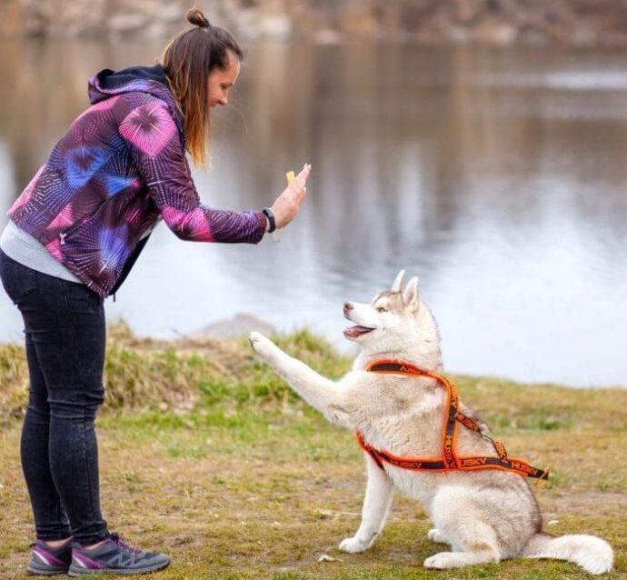 dog training at home