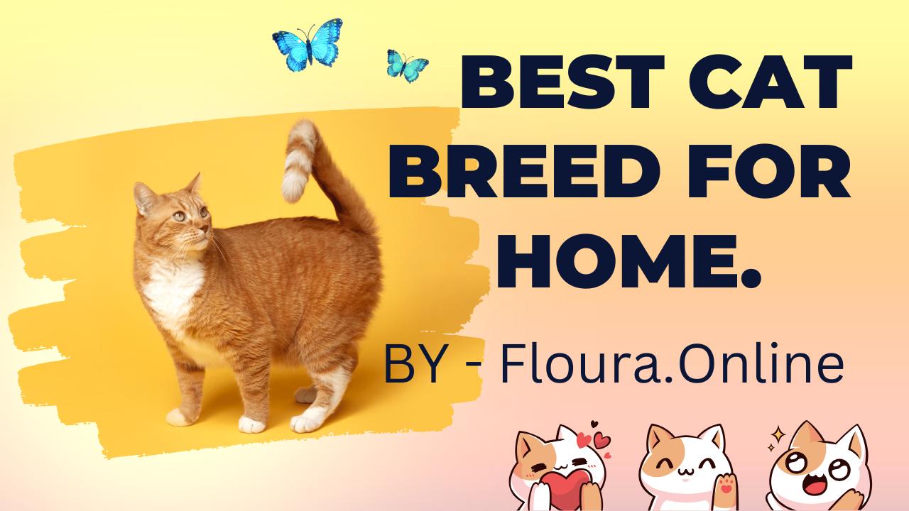 Best Cat Breeds for Your Home