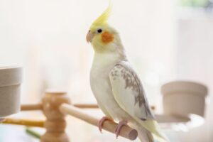 cocktail bird (https://floura.online/)