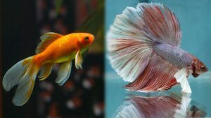 goldfish-and-betta-fish.