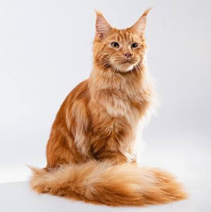 Maine coon cat