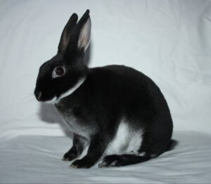 mini-rex-rabbit-photo-floura.online