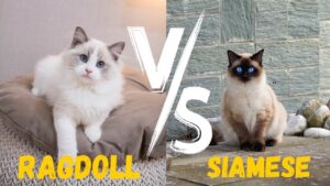 ragdoll cat & siamese cat