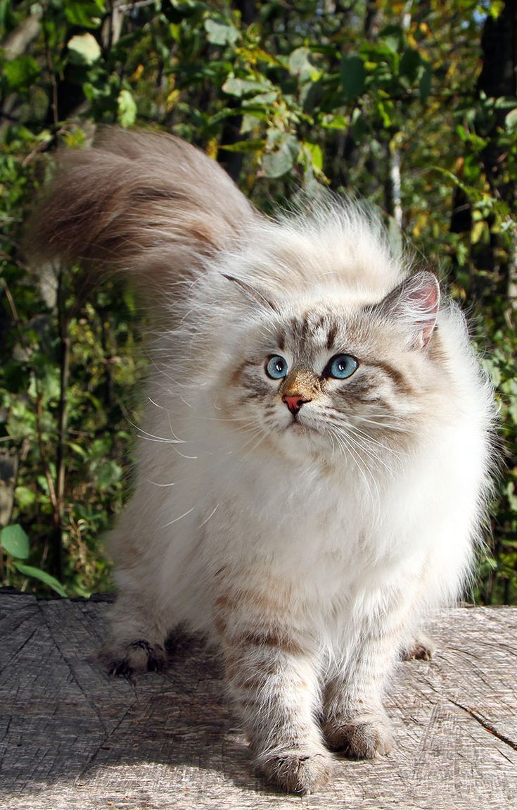 The Siberian Cat Care Tips