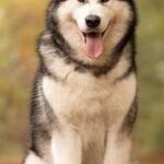 Alaskan Malamute