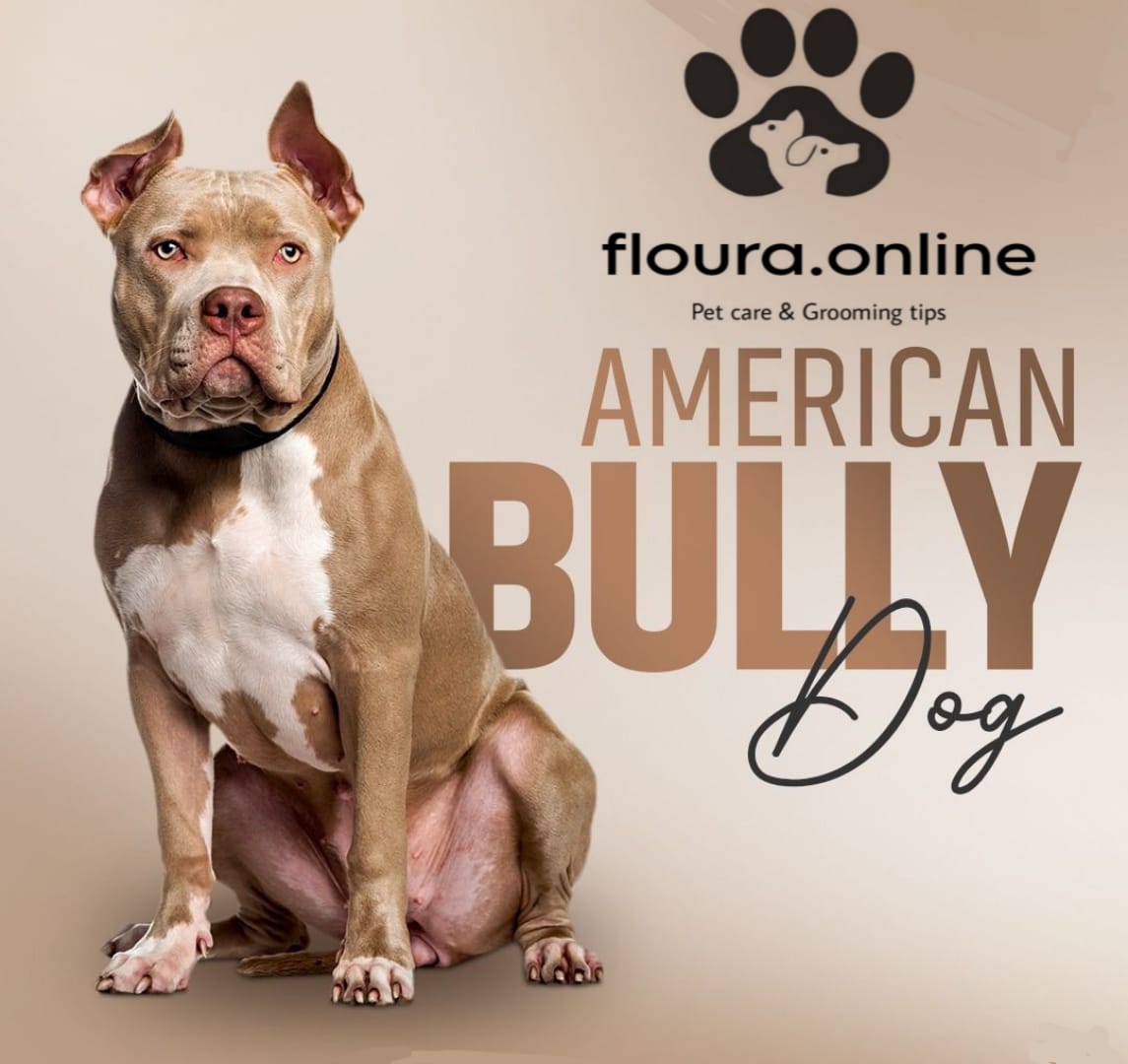 American Bully Dog Care & Diet & Complete Guide Tips