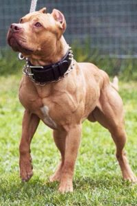 American pit bull terrier