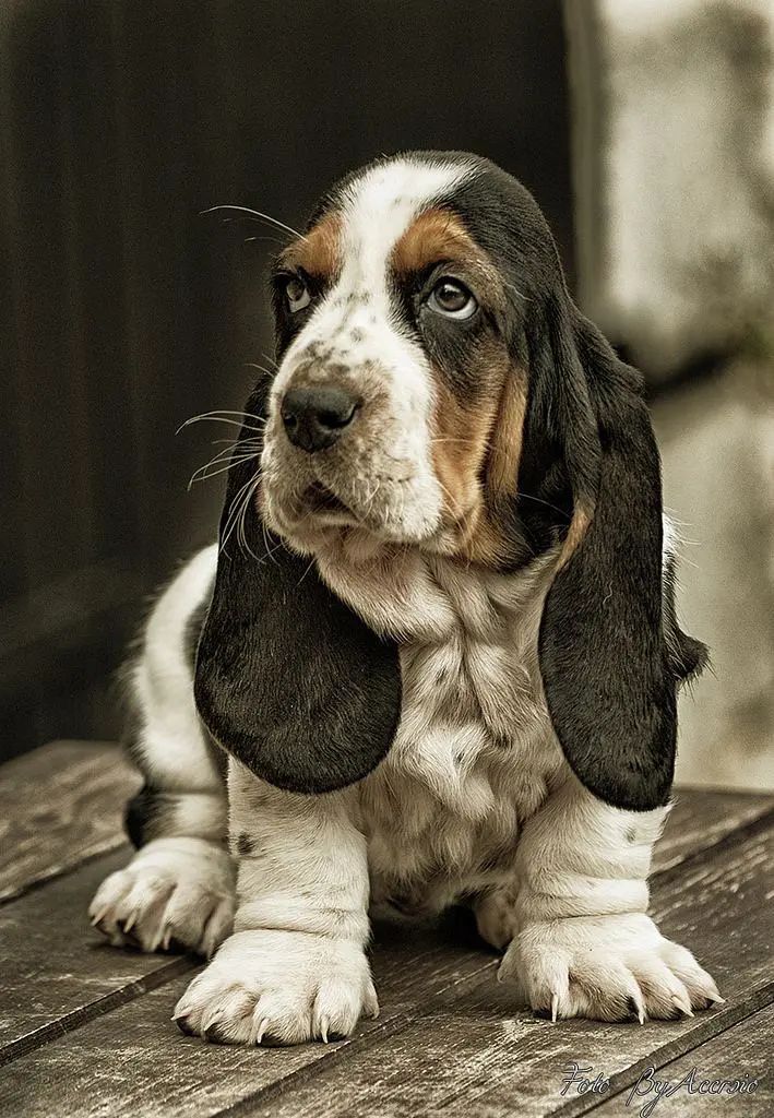 Basset Hound