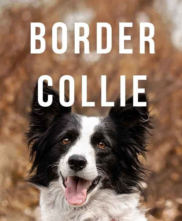 Border Collies