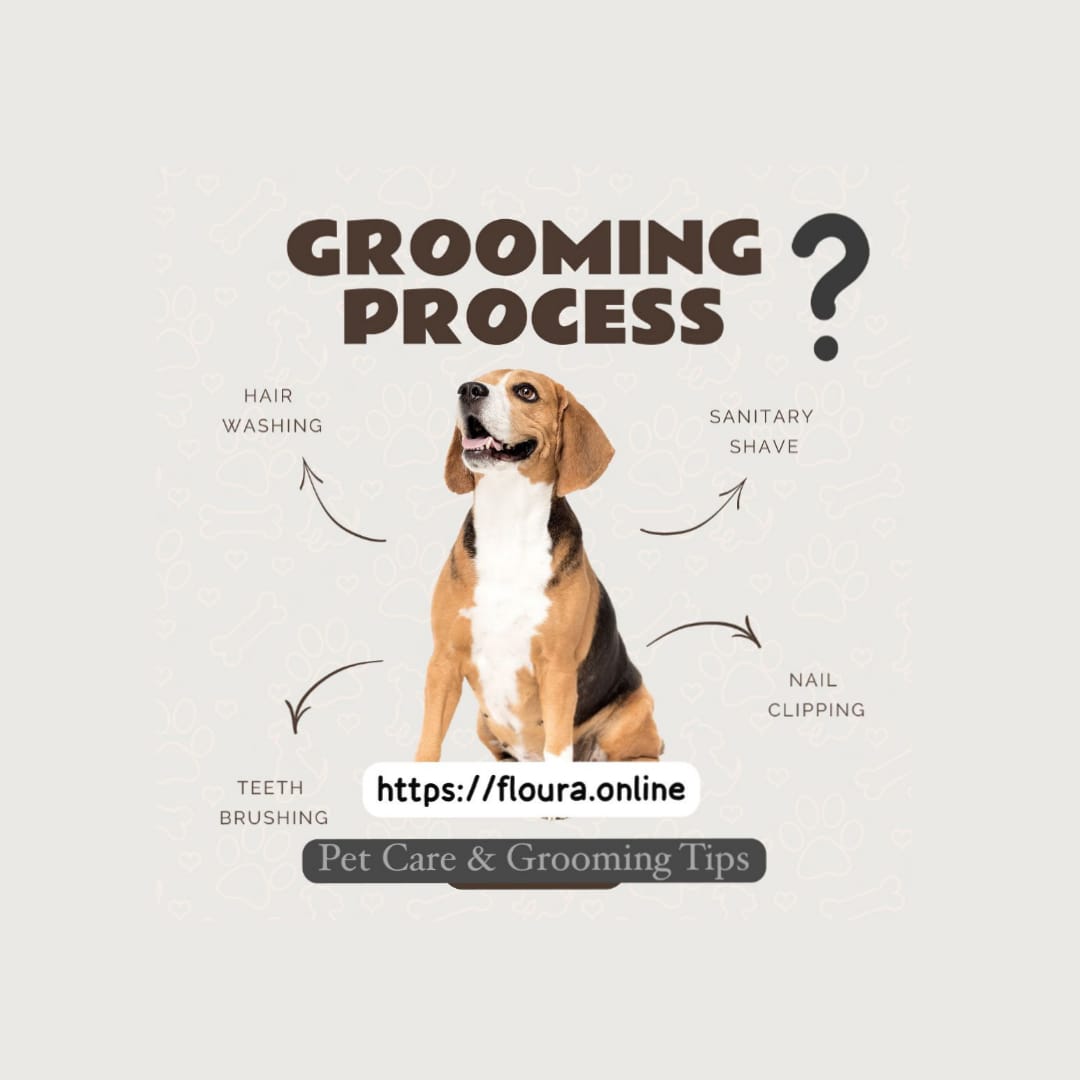 DIY Pet Grooming & Care Tips