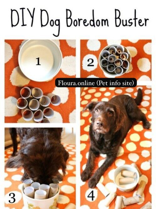 DIY toys for dog & cat