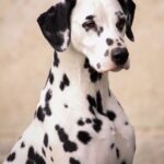 Dalmatian