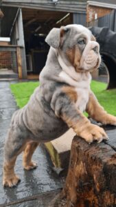 English Bulldog