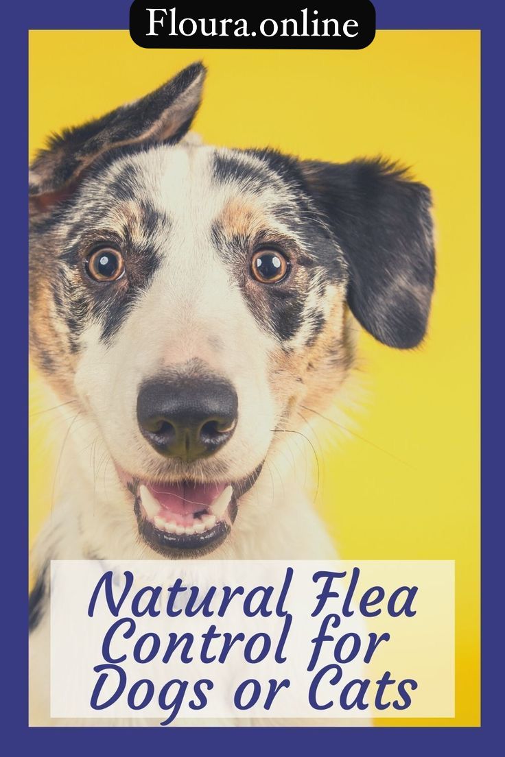 Flea Treatments for Pet