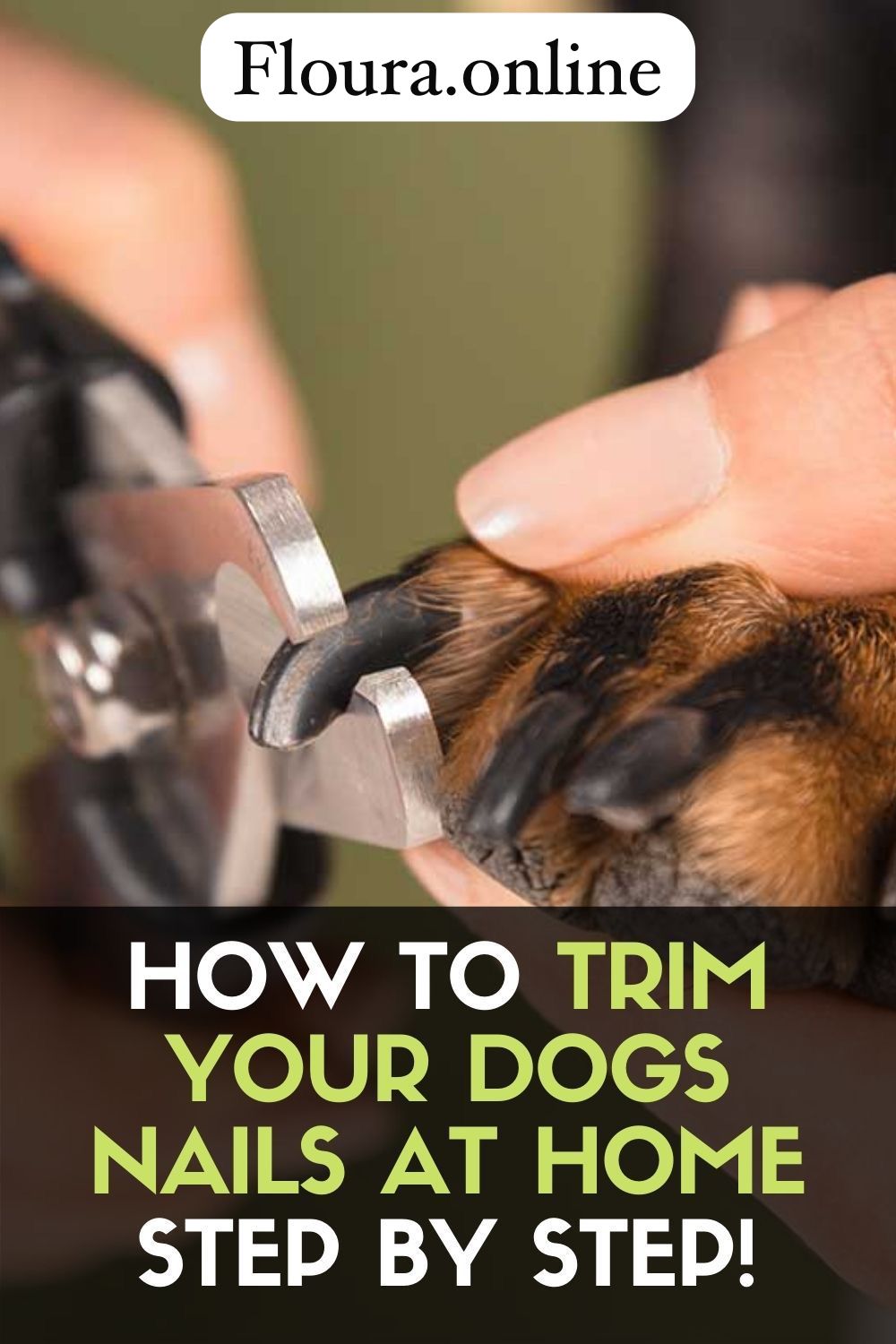 How to Trim Dogs Nails at Home