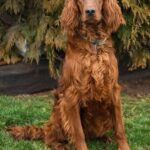 Irish Setter