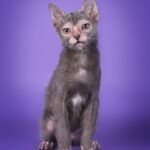 Lykoi – The Werewolf Cat