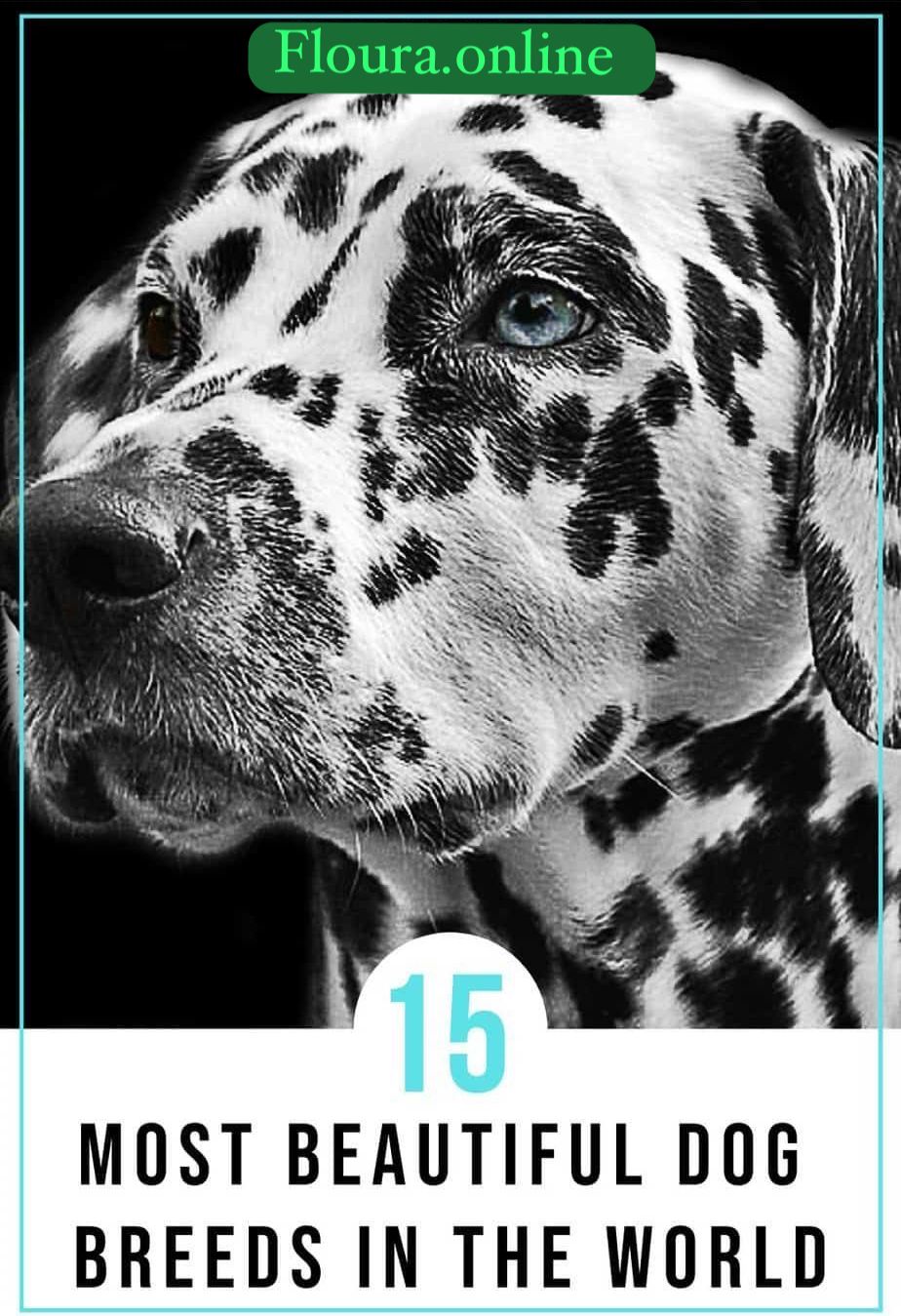 Most Beautiful Dog Breeds in the World