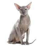 Peterbald Cat