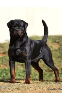 Rottweiler Dog