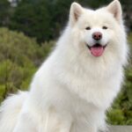 Samoyed Breed Dog