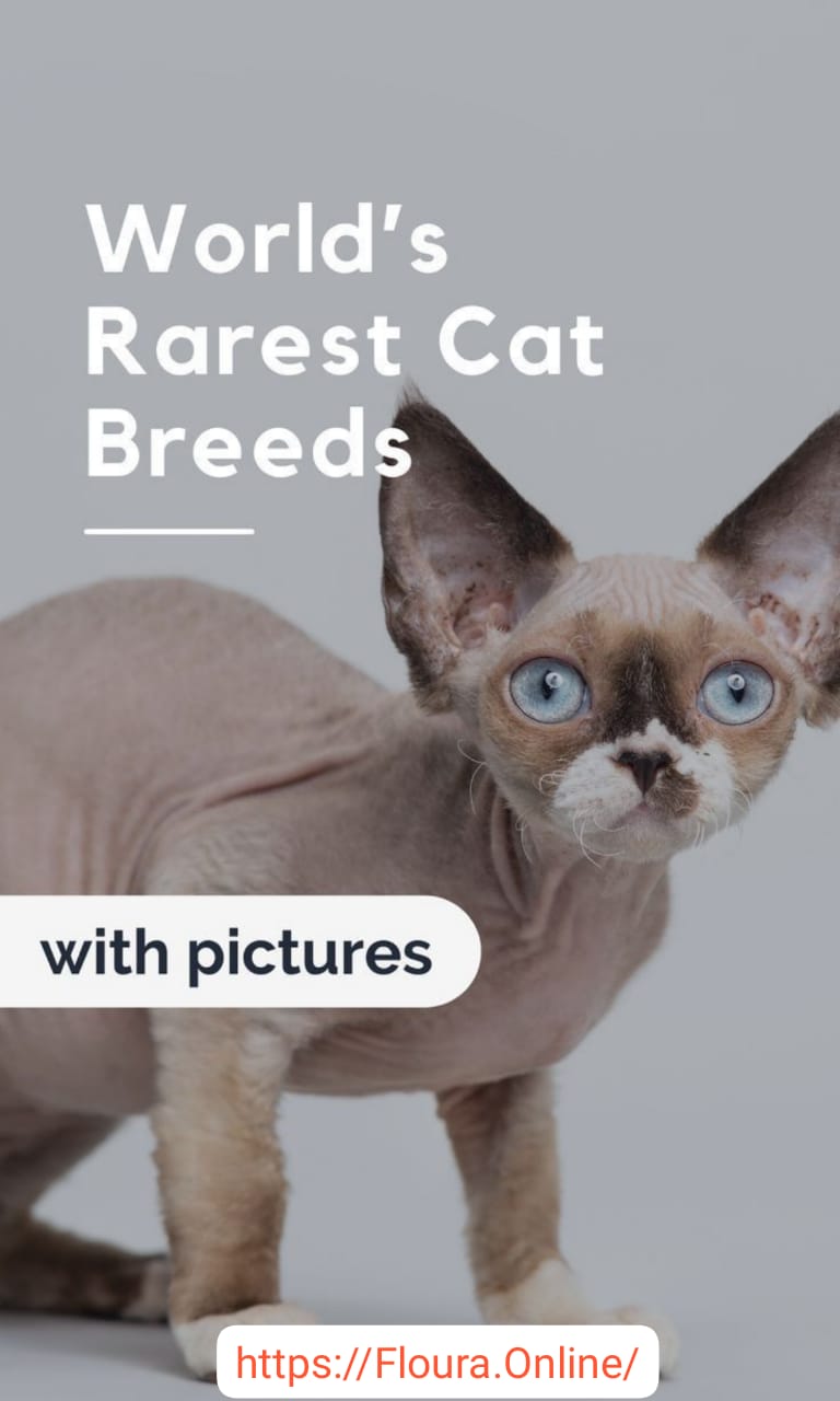 Worldwide Rarest Cat Breeds