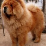 chow chow dog breed