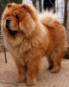 chow chow