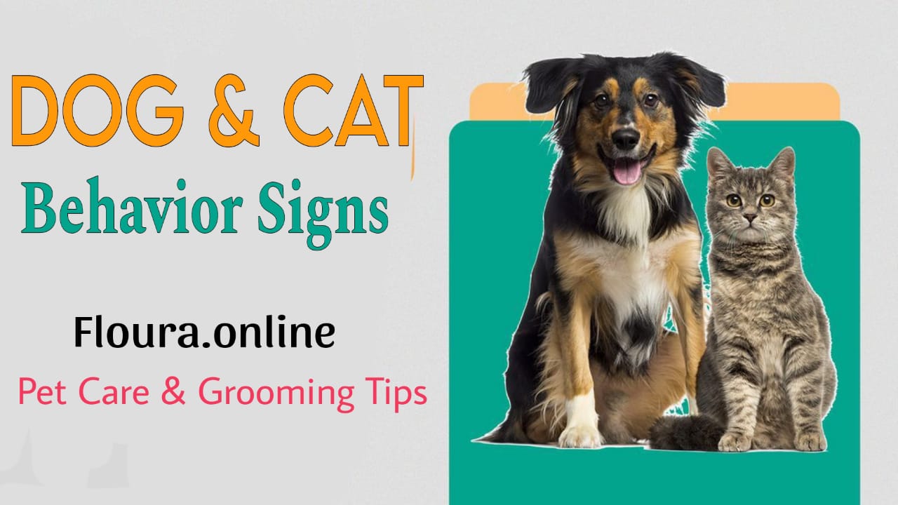 dog & cat signs