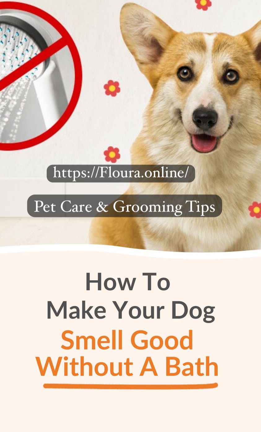 How to Make a Dog Smell Amazing Without a Bath