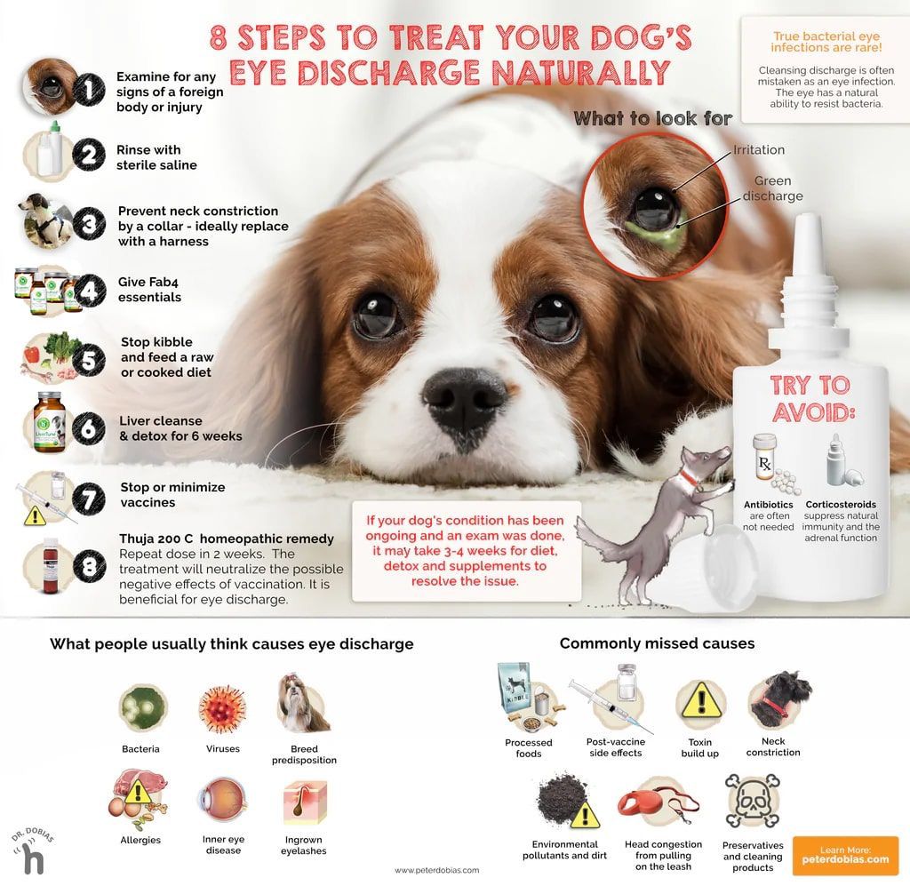 pet eye care tips & home made remedies