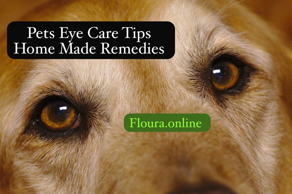 pet eye care tips & home made remedies