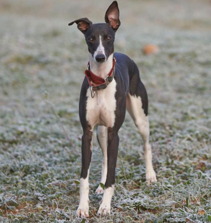 Whippet Dog Breed