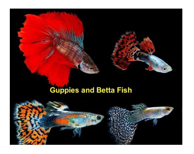 Betta Fish & Guppy Fish