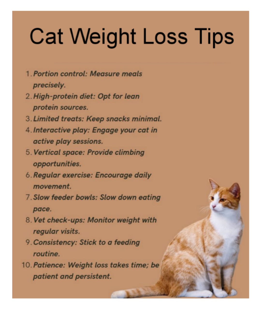 Cat Weight Loss Tips