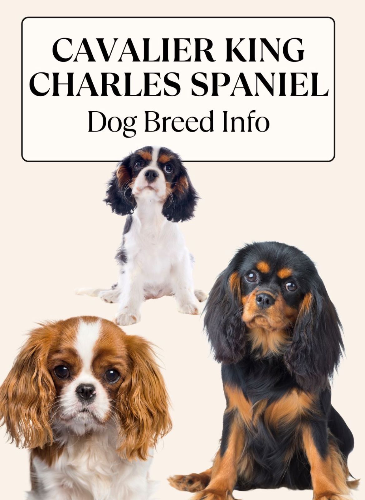 Cavalier King Charles Spaniels