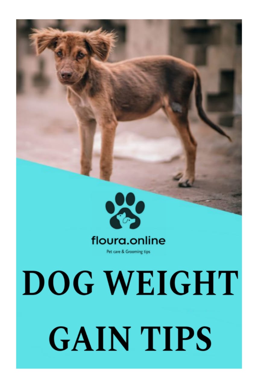 DOG WEIGHT GAIN TIPS