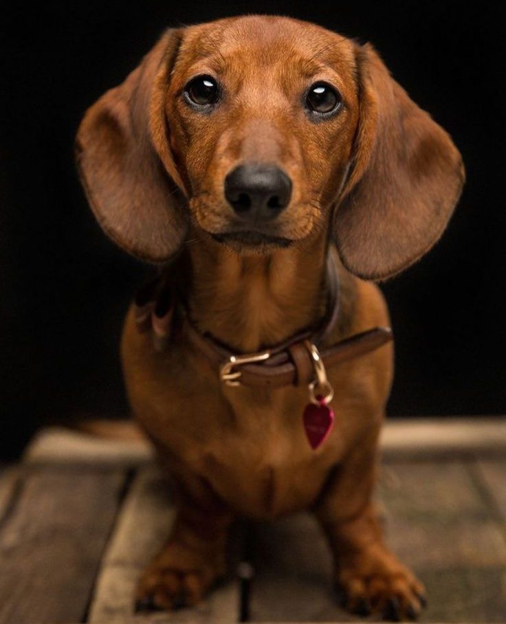 Dachshund Dog