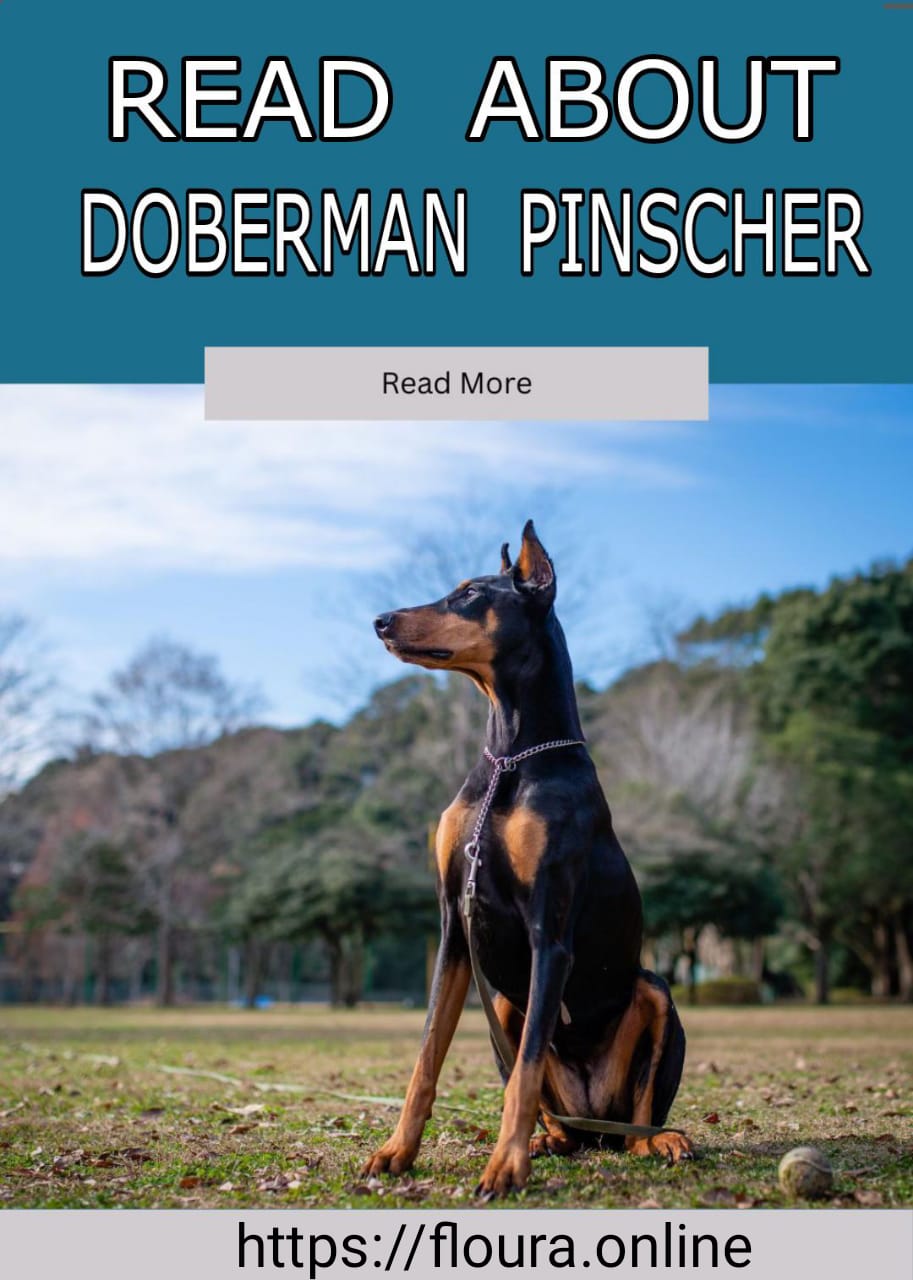 Doberman Pinscher Complete Guide Tips