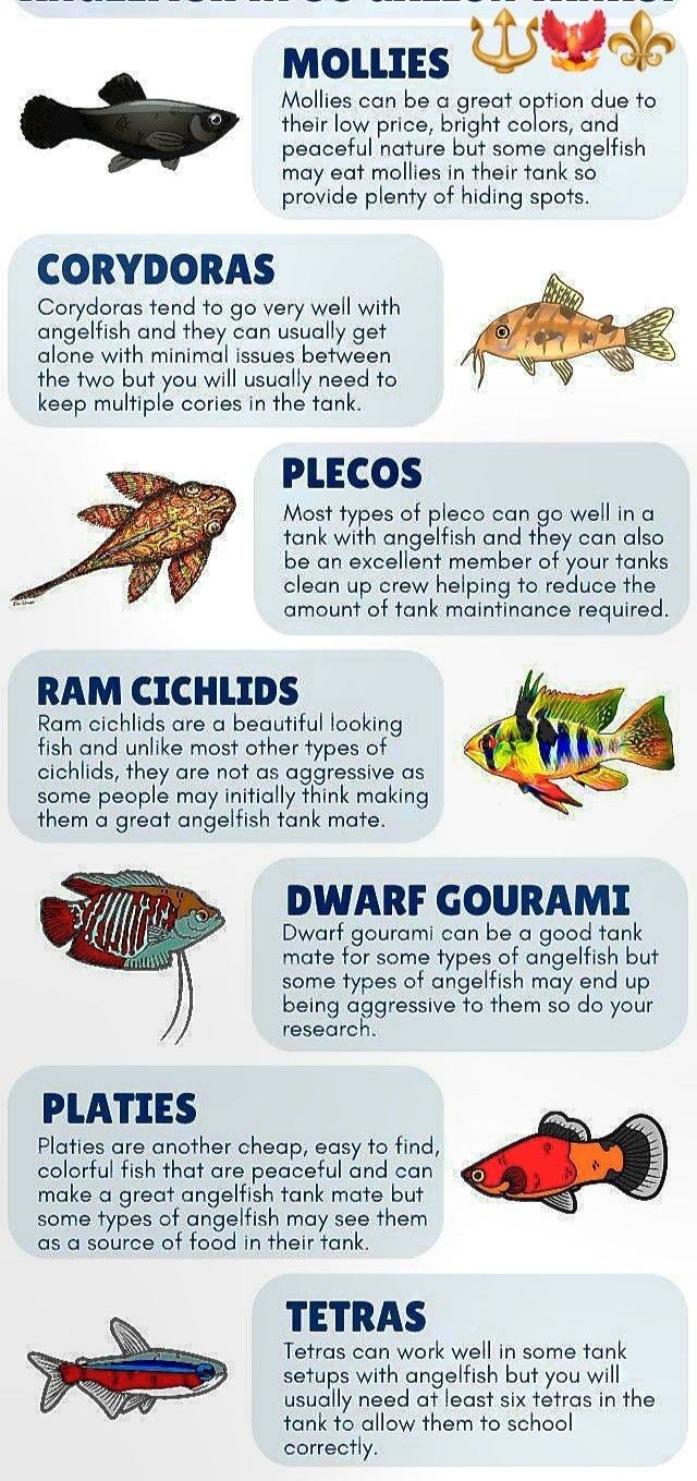 Fish Breed Name Chart