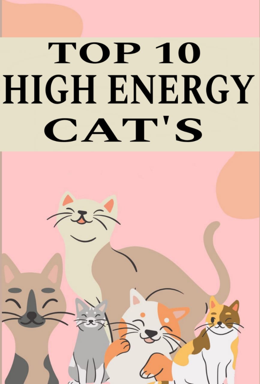 High Energy & Play Anytime Cats