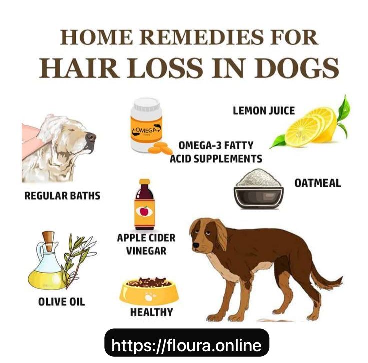 Home Remedies For Pet Hair Loss 