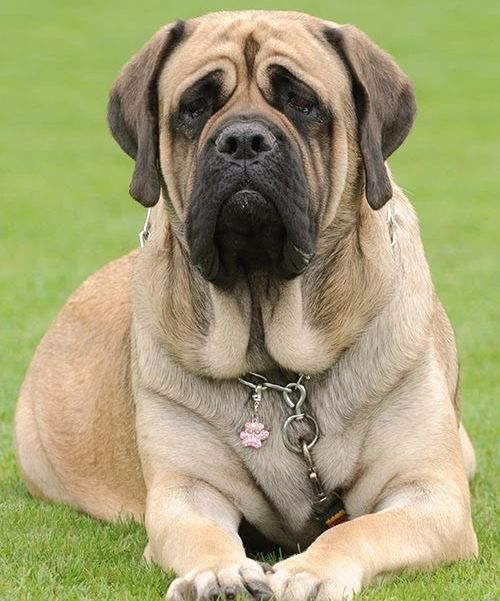 Mastiff Dog