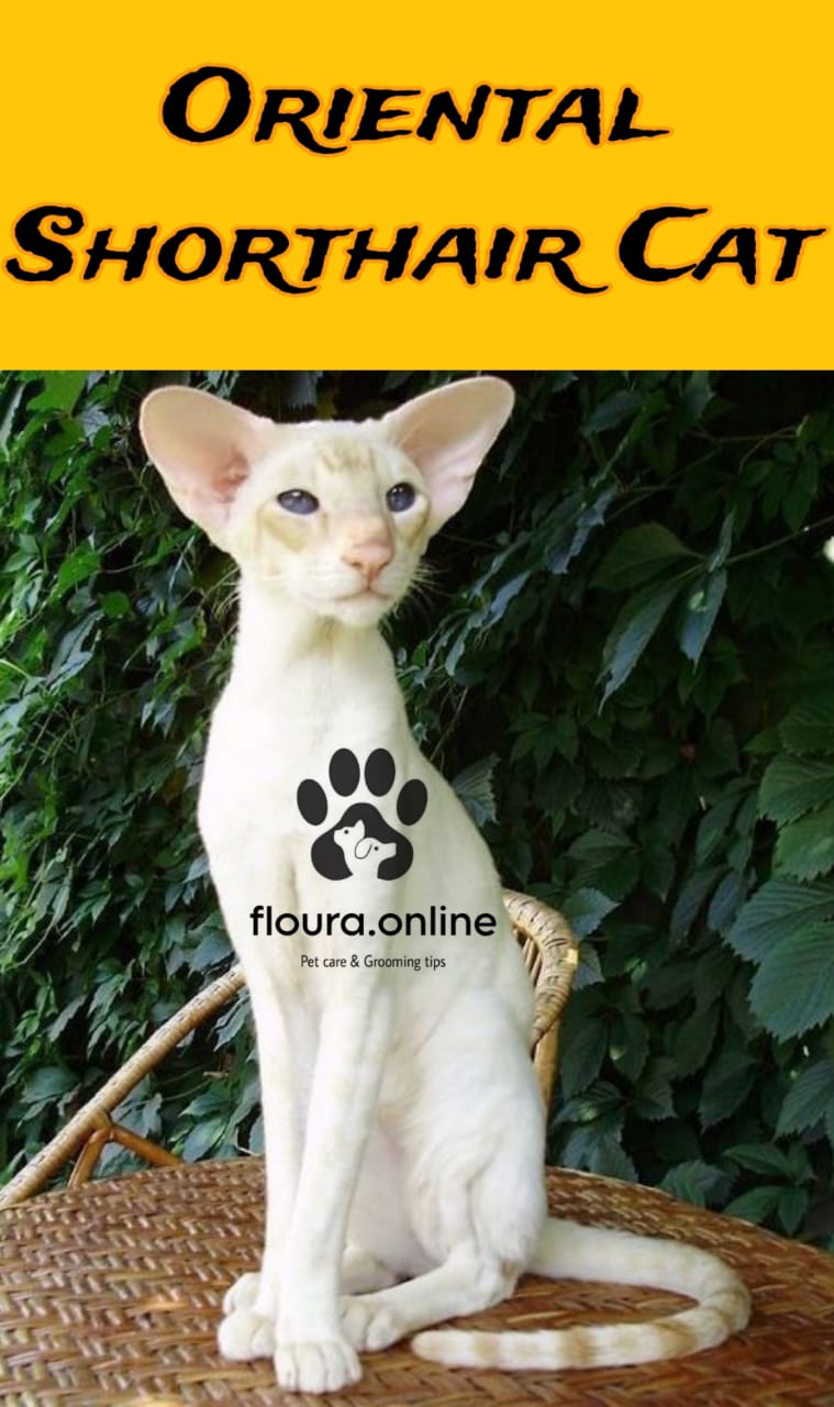 Oriental Shorthair Cat