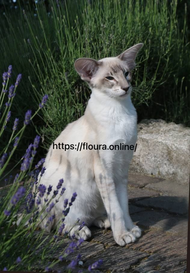 Oriental Shorthair Cat