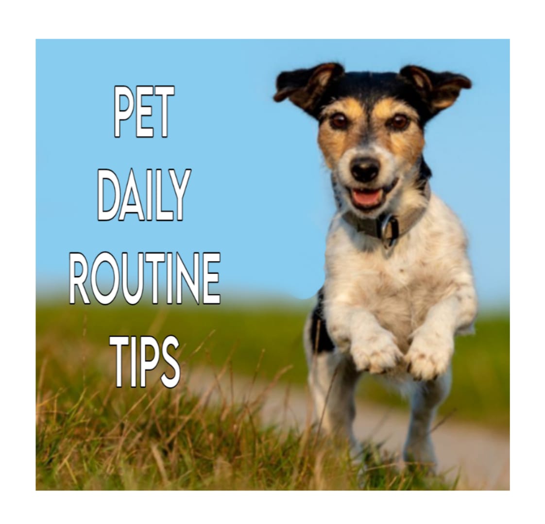 Perfect Daily Routine For Pet’s